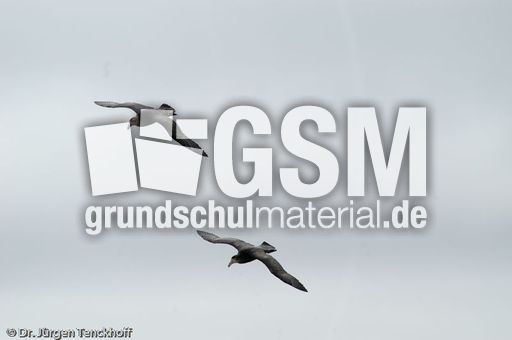 Riesensturmvogel (17 von 32).jpg